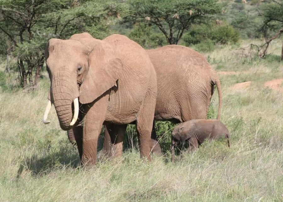 Wild Kenya Safari Explore Amboseli, Tsavo West & East 4 Days - What’s Included and What’s Not
