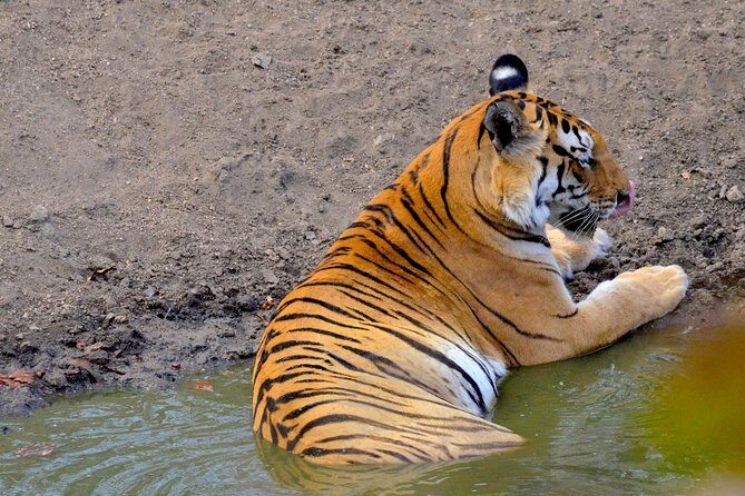 Wild life tour in Chennai with guide and private car - Who Will Love This Tour?