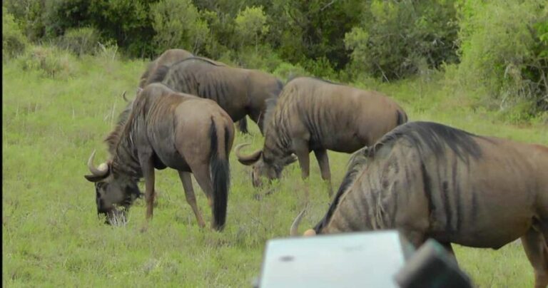 Wild Wonders: Giraffe Encounter & Schotia Safaris Tour - Frequently Asked Questions