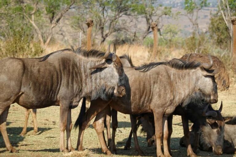 Wild Wonders of Maasai Mara 3-Day Safari - Pricing and Value