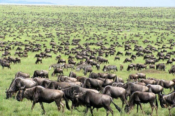 Wildebeest Migration in Masai Mara and Sightseeing 4 Days Tour - Transportation & Group Size