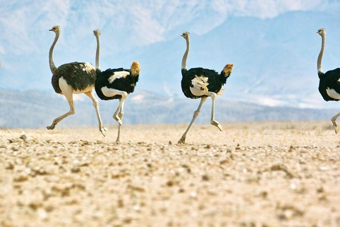 Wildlife and Landscape Tour- full-day (7hours) from Walvis Bay - The Sum Up