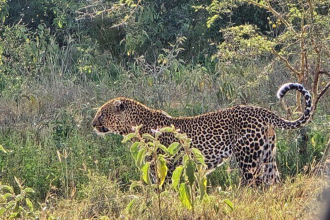 Wildlife Capital: Half-Day Safari at Nairobi National Park - The Itinerary Breakdown