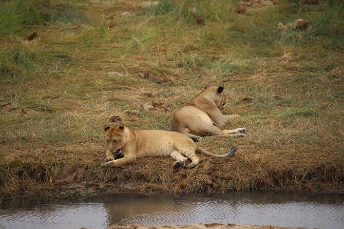 Wildlife Extravaganza: Manyara, Tarangire & Ngorongoro in 3 Days - Why Travelers Love This Tour