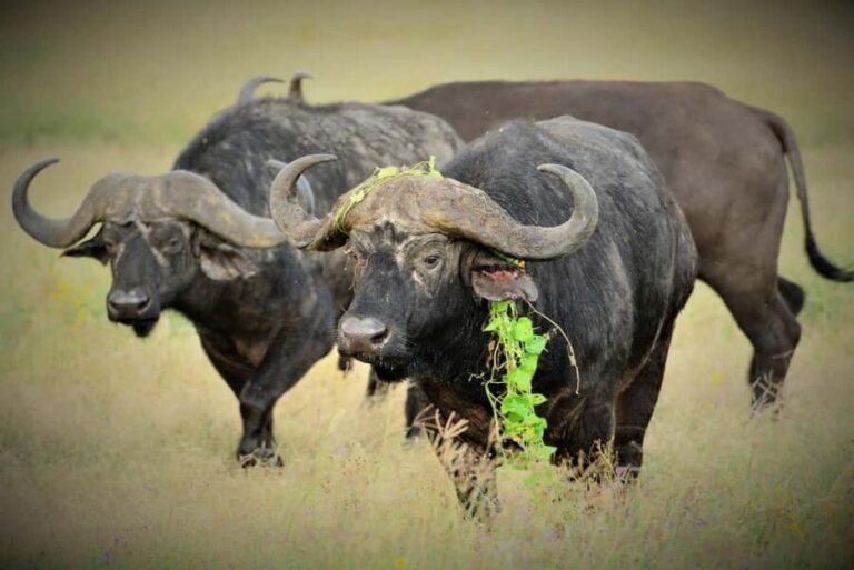 Wildlife Safari 3-Days 2-Night from Zanzibar to Mikumi - Returning to Zanzibar