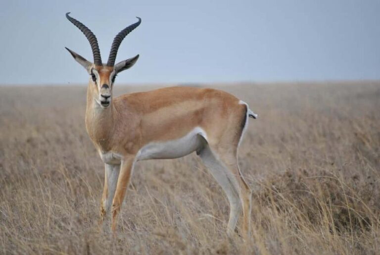 Wildlife safari: Dar Es salaam - Mikumi NP: 2 Days - The Practicalities: What’s Included and What to Prepare