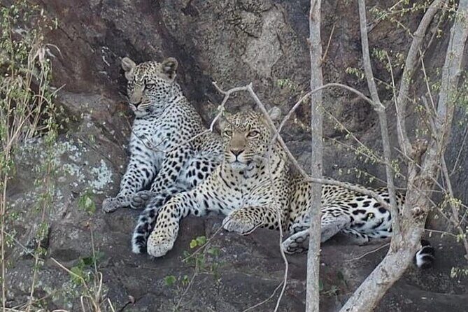 Wildlife Safari Tanzania - A Closer Look at the Cost and Value