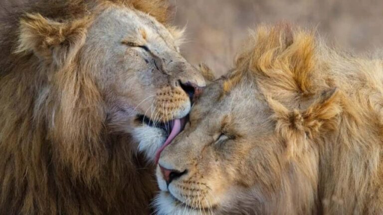Wildlife & Scenic Wonders: 8-Day Kenya Safari in 4x4 jeep - Who This Tour Is Best For
