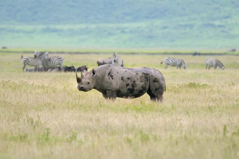 Wildlife Wonders: A 3-Day Safari to and from Arusha. - Day 2: From Tarangire to the Serengeti