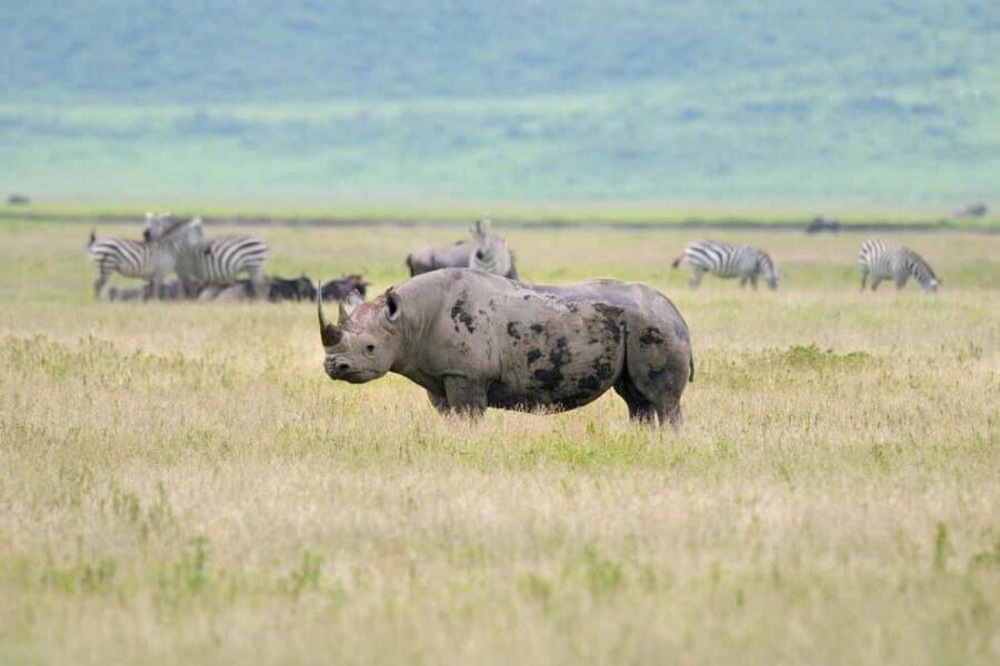 Wildlife Wonders: A 3-Day Safari to and from Arusha. - Day 2: From Tarangire to the Serengeti