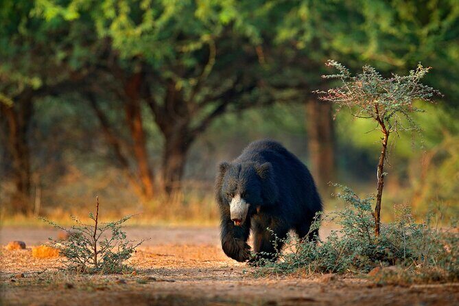 Wilpattu National Park 4-Hours Safari | with Naturalist - Final Thoughts: Is It Worth It?