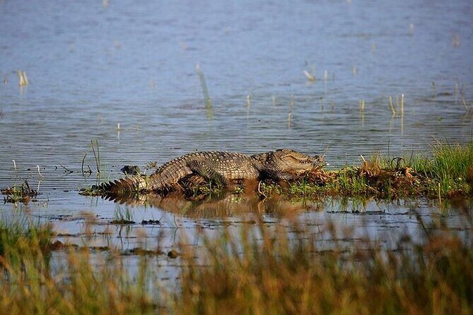 Wilpattu National Park Jeep Safari from Negombo / Waikkal (All Inclusive) - The Practical Aspects: Transportation, Meals, and Cost