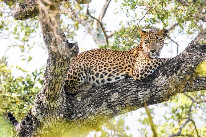 Wilpattu National Park Private Safari - Analyzing the Value: Is This Tour Worth It?
