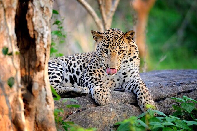 Wilpattu National Park Safari | Jeep with Tickets - Practical Details That Matter