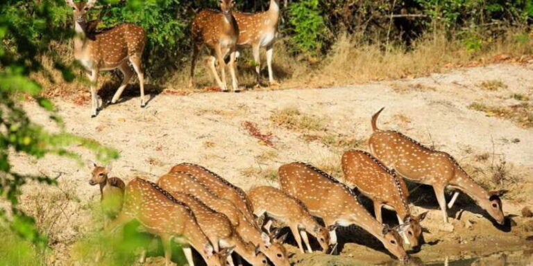 Wilpattu National Park Safari Tour from Colombo - What Makes This Tour Stand Out?