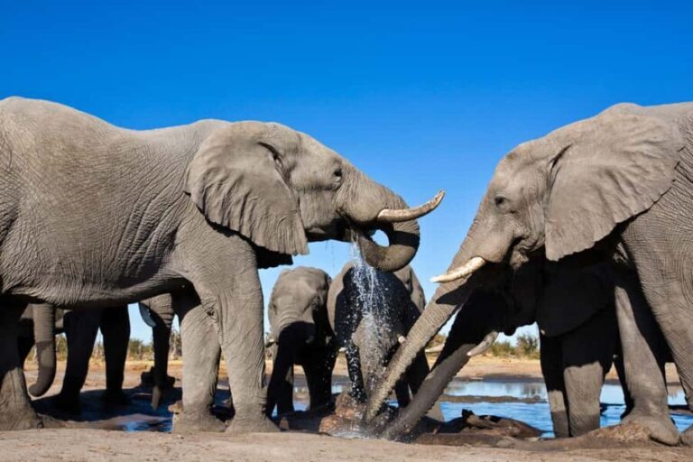 Windhoek: 5-Day Private Etosha Safari with Accommodation - The Itinerary in Detail