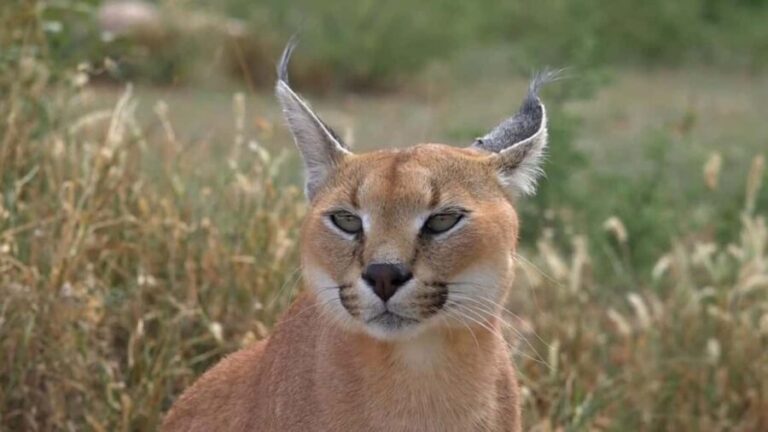 Windhoek: Caracal Walk at N/a'an ku sê Wildlife Sanctuary - What Sets This Tour Apart