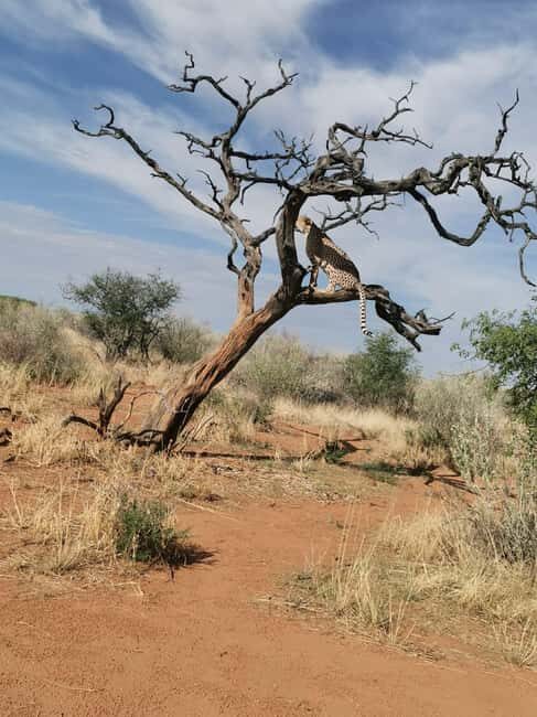 Windhoek : Cheetah walk Experience - FAQs