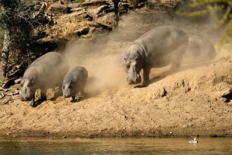 Windhoek: Dustenbrook Scenic Game Drive - What You Can Expect