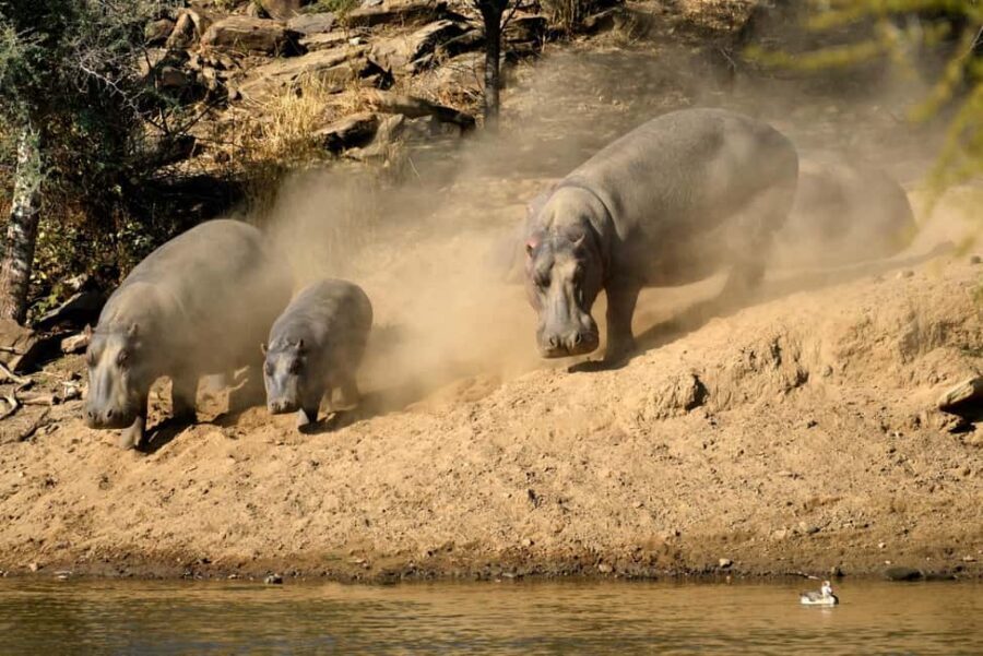 Windhoek: Dustenbrook Scenic Game Drive - What You Can Expect