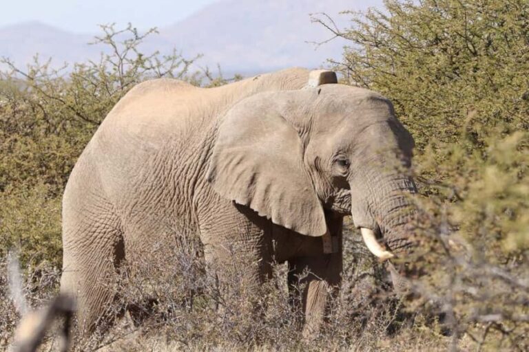 Windhoek: Elephant Tracking Tour with Hotel Pickup - Why This Tour Matters