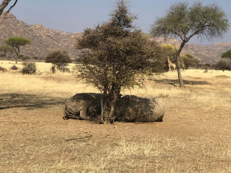 Windhoek: Okapuka Game Ranch Guided Tour - FAQ