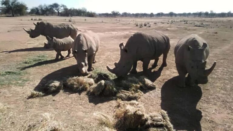 Windhoek: Rhino Tracking Tour with Hotel Pickup - Practical Details and What to Bring