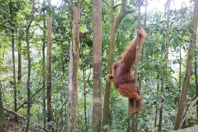 Wonderful 7 Days North Sumatra Tour (Include: 2 Days 1 Night Jungle Trekking) - The Itinerary in Detail