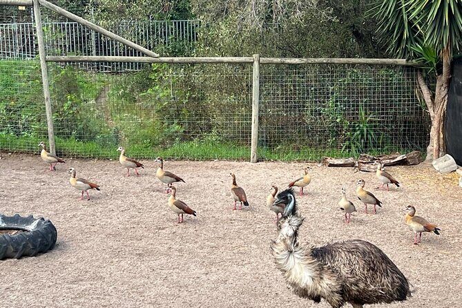 World of Birds, Kirstenbosch and Constantia Wine Private Day Tour - What We Love About This Tour