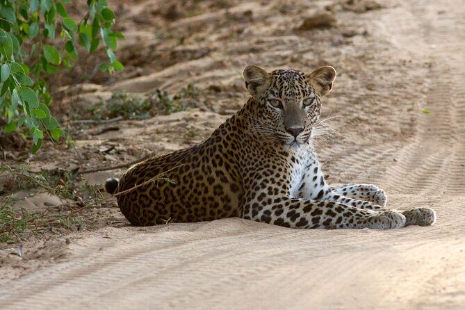Yala Full Day Safari from Hambantota Port Shore Excursion - The Value of the Tour
