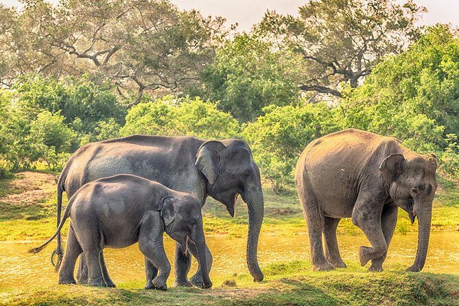 Yala Full Day Safari with Picnic Lunch - Private & All Inclusive - Practical Tips for Making the Most of Your Safari