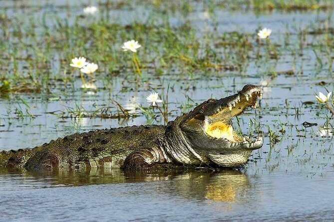 Yala National Park Full-Day Jeep Safari with Lunch - FAQ