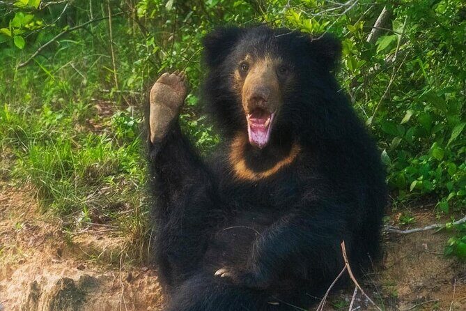 Yala National Park - Full Day Safari (04:30 am - 06:00 pm) - FAQ