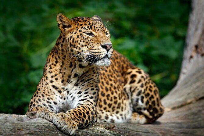 Yala National Park Half Day / Full Day Special Safari Tours - The Itinerary Breakdown