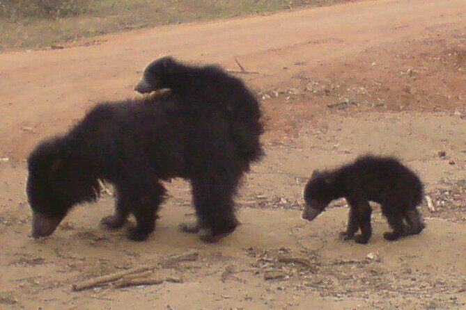 Yala National Park Half Day Safari - 4.30 a.m to 11.30 a.m - Who Should Consider a Full-Day Safari Instead?