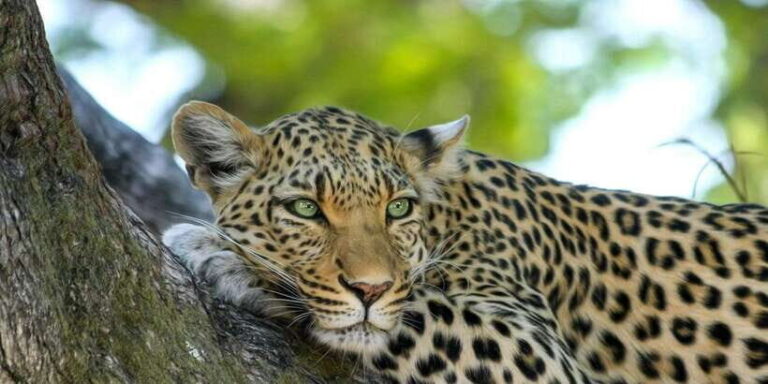 Yala National Park: Leopard Safari Day Tour from Colombo - The Safari in Yala National Park