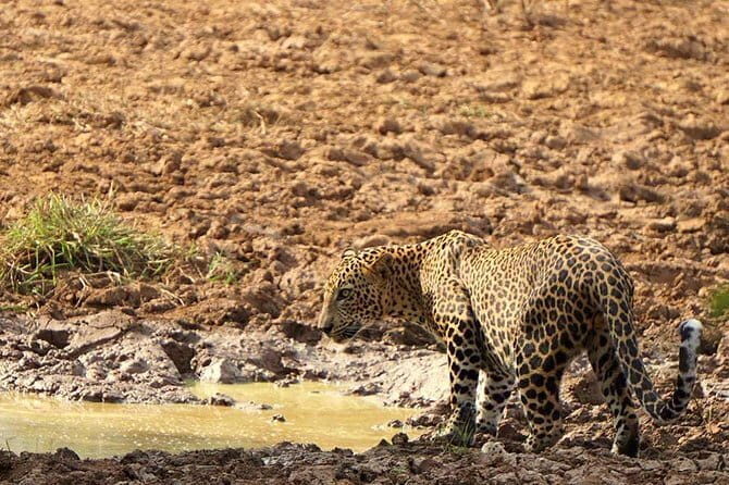 Yala National Park Leopard Safari - HALF DAY/FULL DAY TOUR - The Sum Up