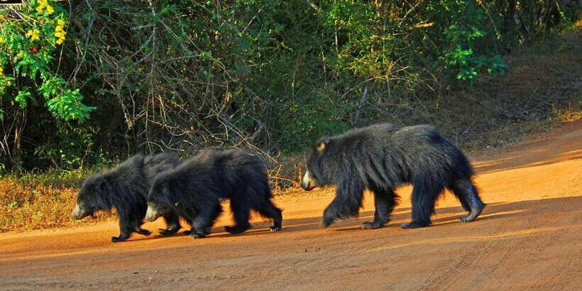 Yala National Park: Morning or Afternoon Game Drive - The Cost and Its Value