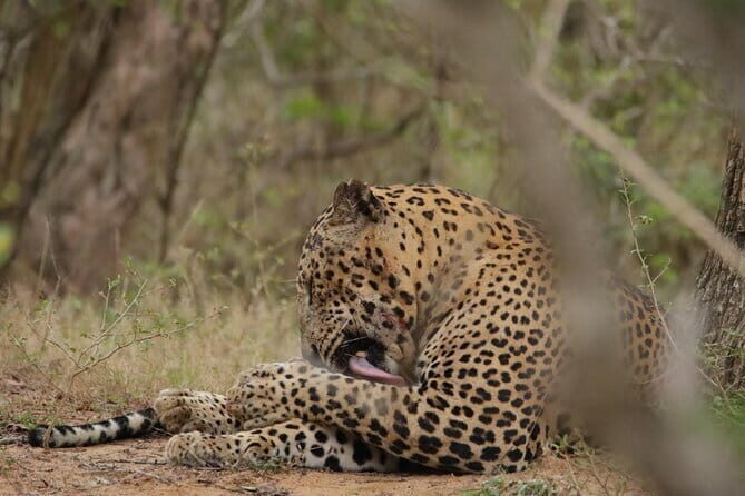 Yala National Park Morning or Afternoon Leopard Safari - Practical Details and Tips