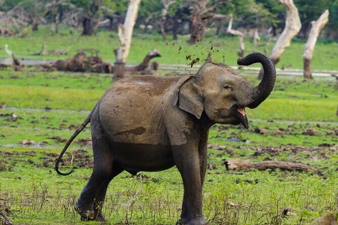 Yala National Park Private Jeep Safari From Colombo & Negombo - An In-Depth Look at the Tour Experience