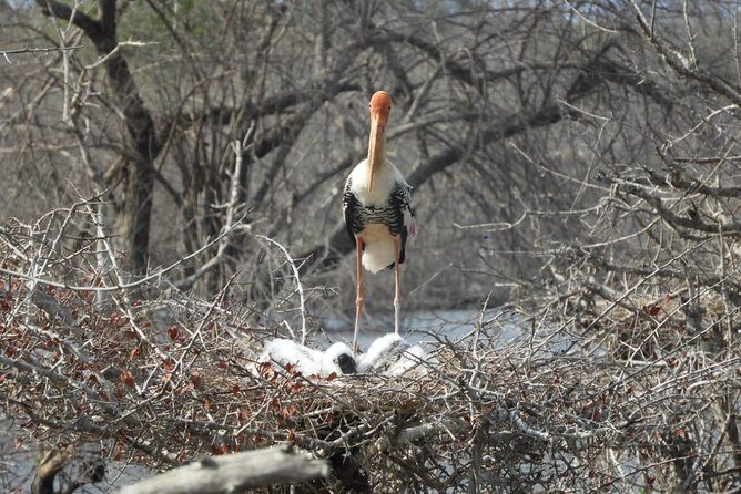 Yala National Park | Private Safari - Final Thoughts: Is This Tour Right for You?