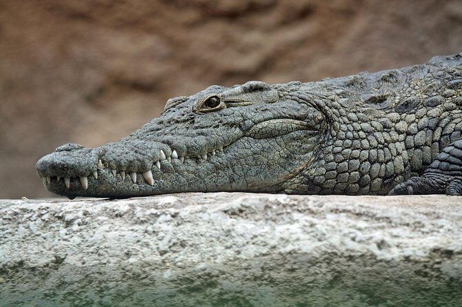 Yala National Park Private Safari (All Inclusive) From Mirissa - Deep Dive into the Itinerary