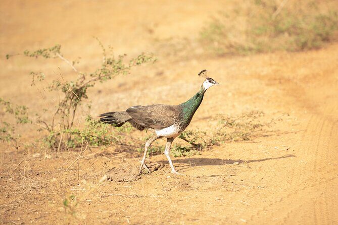 Yala National Park Private Safari Tour - Why This Tour Offers Good Value