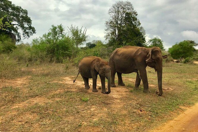 Yala National Park Private Safari trip from Galle/Unawatuna/Mirissa - The Value Proposition: Is It Worth It?