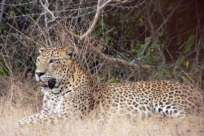 Yala National Park Safari from Ella - The Full Breakdown of the Safari Experience