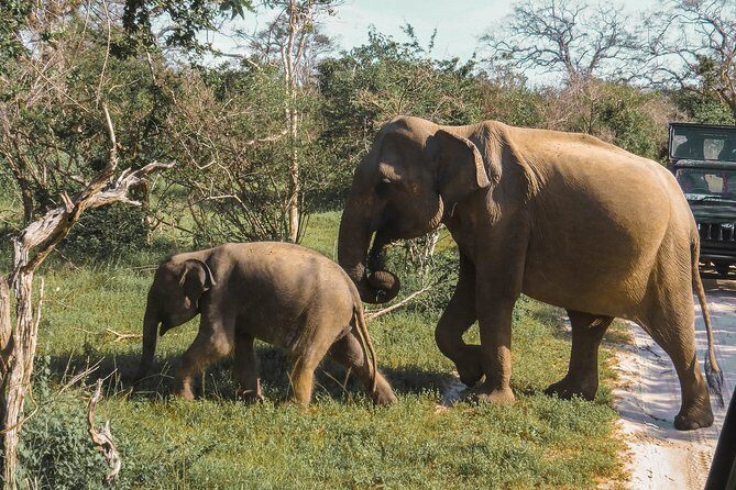 Yala National Park Safari from Galle - Why Choose This Tour?