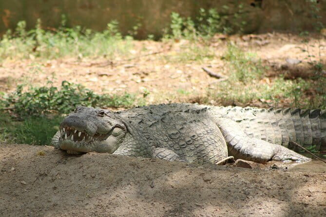 Yala National Park Safari from Hambantota port (Shore Excursion) - The Sum Up