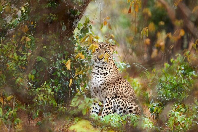 Yala National Park Safari |From Hambantota Port (Shore Excursion) - Analyzing the Value for Money