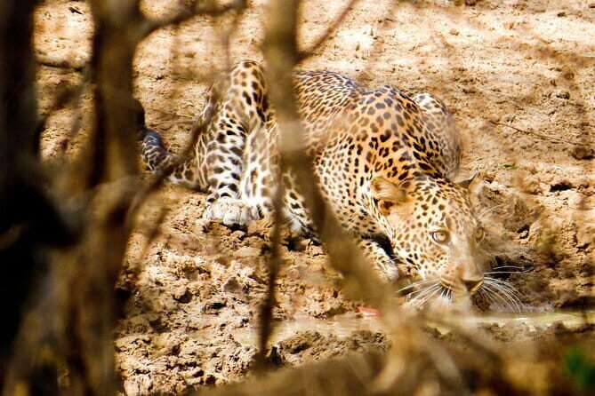 Yala National Park Safari from Hambantota Seaport - What Travelers Are Saying