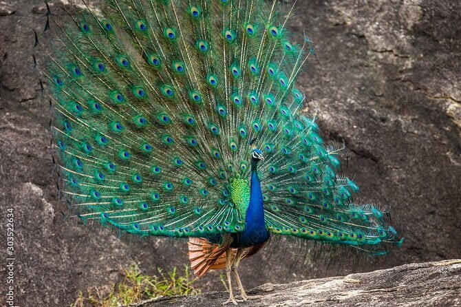 Yala National Park Safari - Half day and Full day - The Sum Up